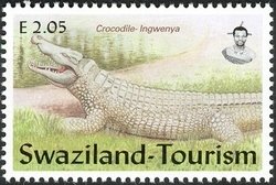 Crocodile (Crocodylus sp.), Ingwenya