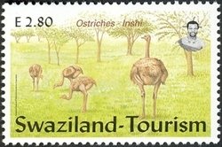 Southern African Ostrich (Struthio camelus australis), Inshi