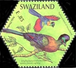 Purple-crested Turaco (Tauraco porphyreolophus)