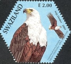 African Fish Eagle (Haliaeetus vocifer)