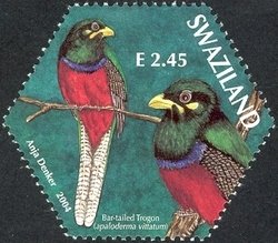 Bar-tailed Trogon (Apaloderma vittatum)