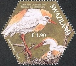 Cattle Egret (Bubulcus ibis)