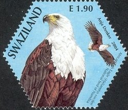 African Fish Eagle (Haliaeetus vocifer)