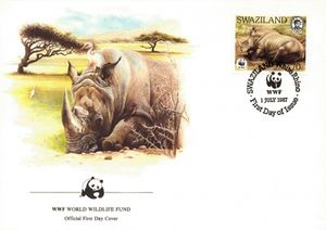 White Rhinoceros (Ceratotherium simum)