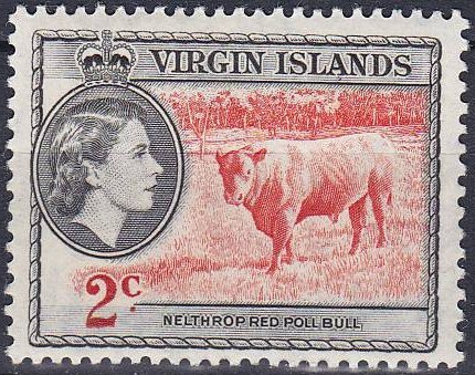 St. Croix Hornless Cattle (Bos primigenius taurus) 