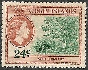 White Cedar