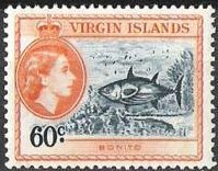 Atlantic Bonito (Sarda sarda)