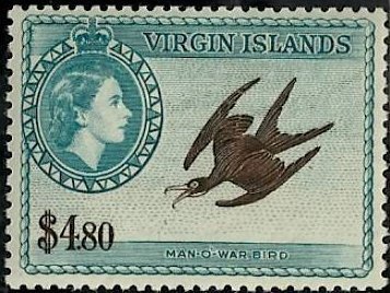 Magnificent Frigatebird (Fregata magnificens)