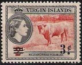 St. Croix Hornless Cattle (Bos primigenius taurus)