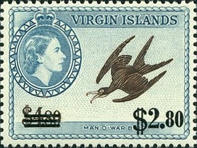 Magnificent Frigatebird (Fregata magnificens) - Overprinted