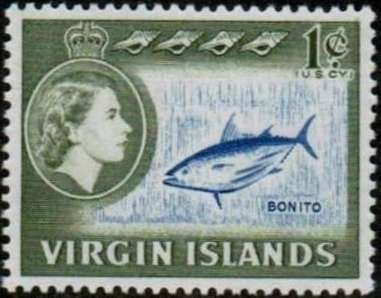 Atlantic Bonito (Sarda sarda)