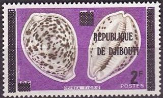 Tiger Cowrie (Cypraea tigris) 