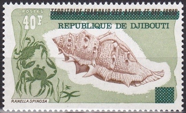 Spiny Frog Shell (Bufonaria echinata)