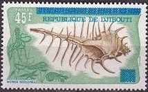 False Venus Comb (Murex scolopax) 