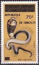 Black-necked Spitting Cobra (Naja nigricollis)