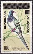 Namaqua Dove (Oena capensis)