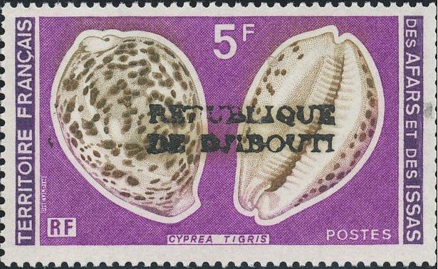 Tiger Cowrie (Cypraea tigris) 