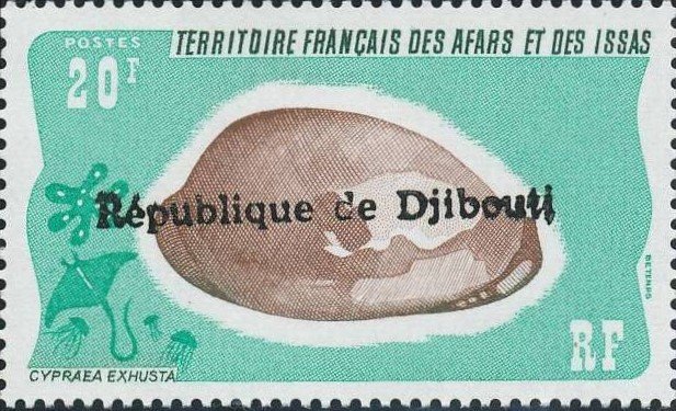 (Cypraea exhausta)