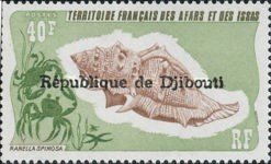 Spiny Frog Shell (Bufonaria echinata)