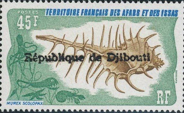 False Venus Comb (Murex scolopax) 