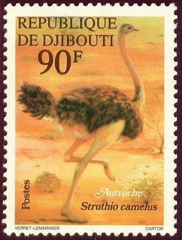 Ostrich (Struthio camelus)