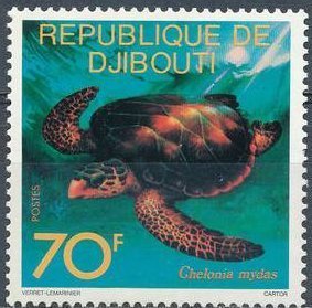 Green Sea Turtle (Chelonia mydas)