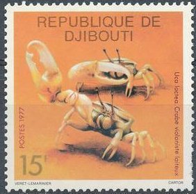 Milky Fiddler Crab (Uca lactea)