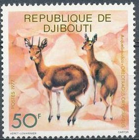 Klipspringer (Oreotragus oreotragus)