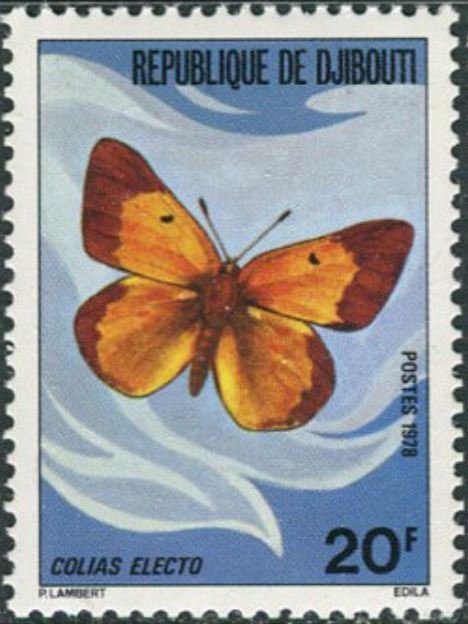 African Clouded Yellow (Colias electo)