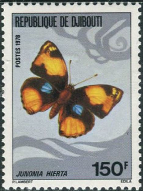 Yellow Pansy (Junonia hierta)