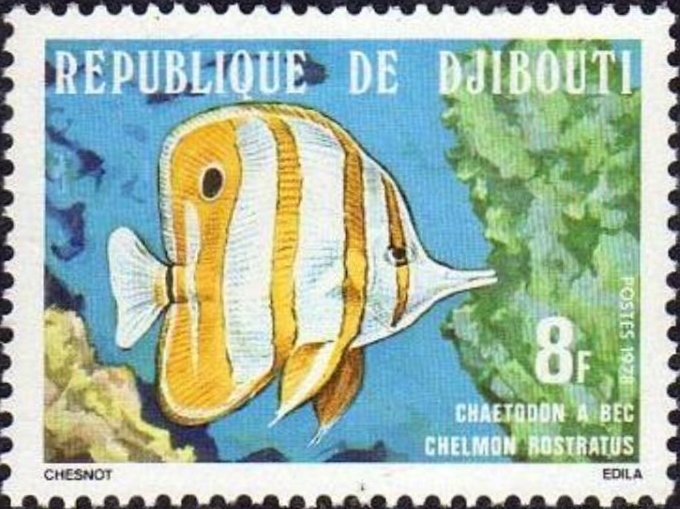 Copperband Butterflyfish (Chelmon rostratus)