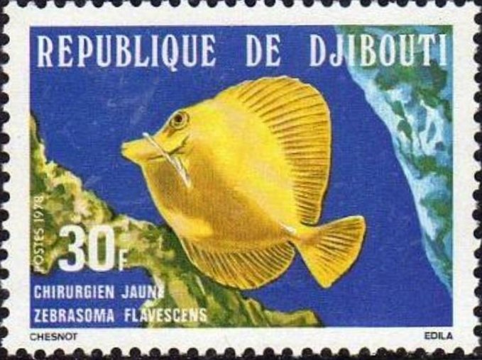 Yellow Tang (Zebrasoma flavescens)