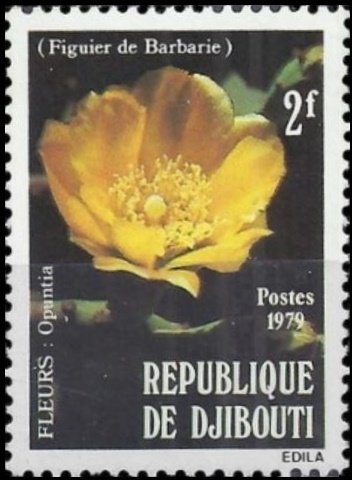 Opuntia