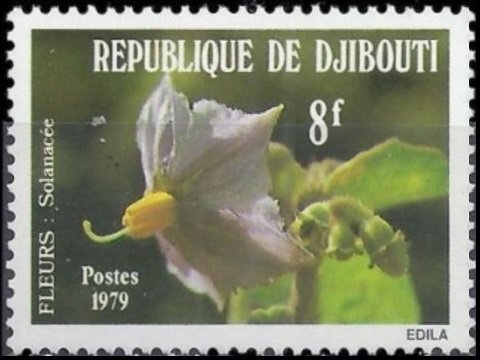 Solanacea
