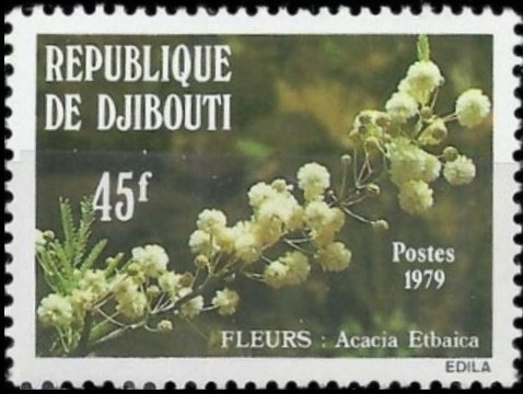 Acacia etbaica