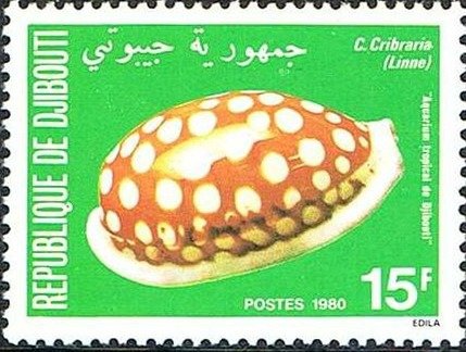 Sieve/Tan and White Cowry (Cribraria cribraria)