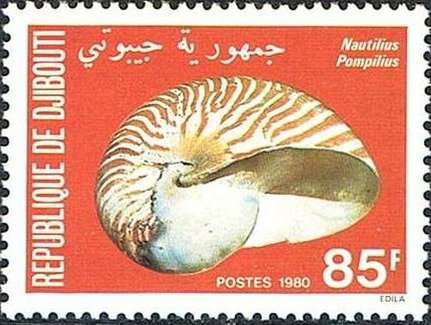 Chambered Nautilus (Nautilius pompilius)