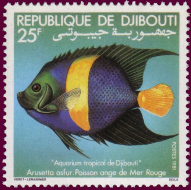 Asfur Angelfish (Arusetta asfur)