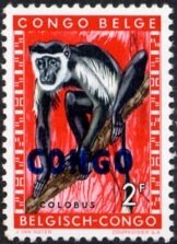 Angolan Colobus (Colobus angolensis)