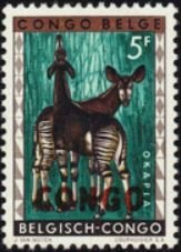 Okapi (Okapia johnstoni)