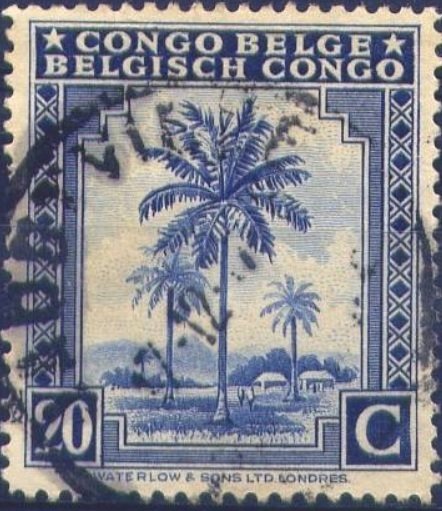 Oil palm tree inscribed "Congo Belge Belgisch Congo"