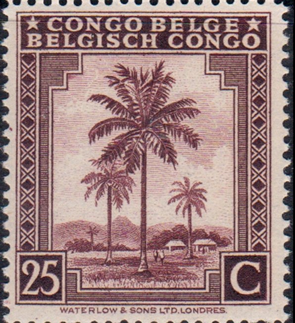 Oil palm tree inscribed "Congo Belge Belgisch Congo"