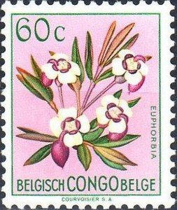 Euphorbia poggei