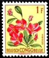 Hibiscus rhodanthus