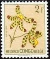 Ansellia africana (syn.Ansellia gigantea)