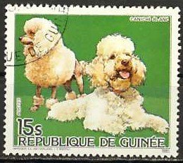 Poodle (Canis lupus familiaris)
