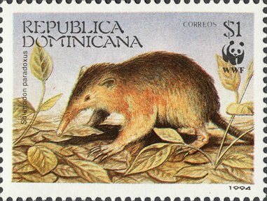 Hispaniolan Solenodon (Solenodon paradoxus)