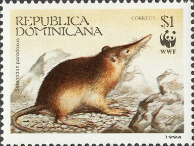 Hispaniolan Solenodon (Solenodon paradoxus)
