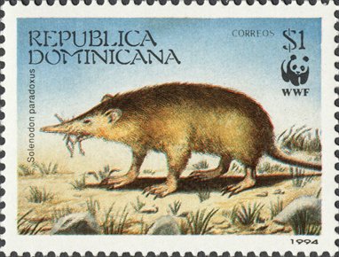 Hispaniolan Solenodon (Solenodon paradoxus)