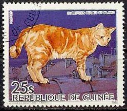 European Red-and-white Tabby (Felis silvestris catus)